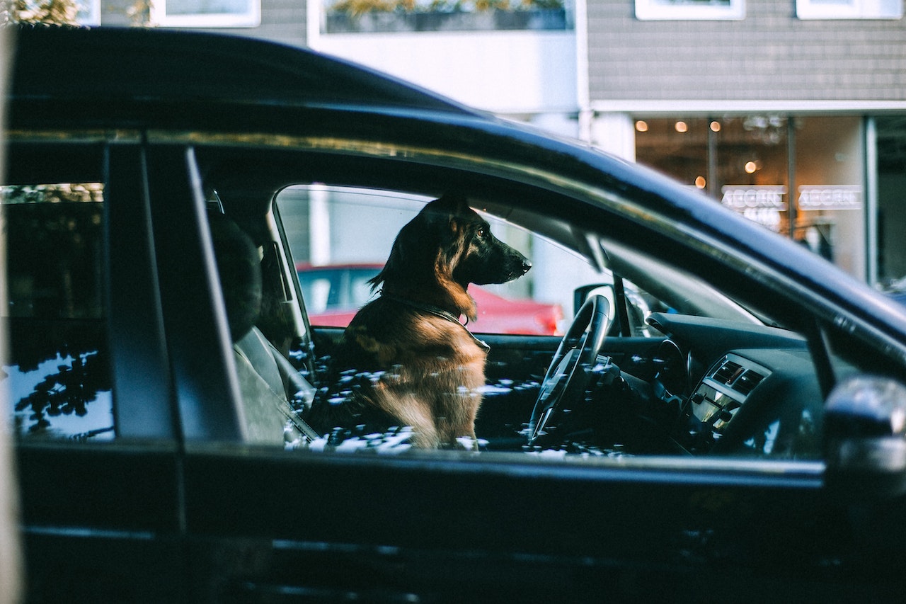 Autositz für Hunde bis 20 kg