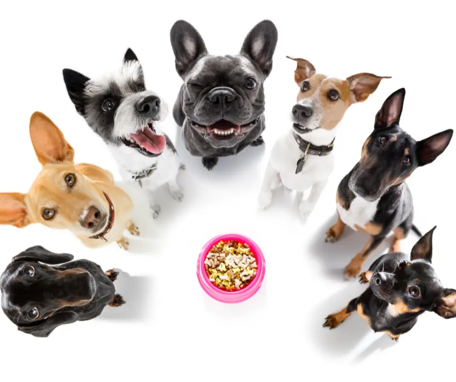 Hunde Ernährungstipps bei Canvasco-dog